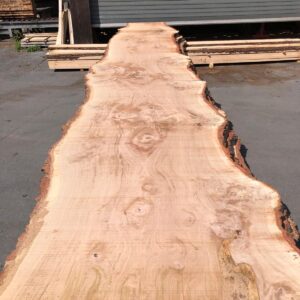 XXXL Eichentisch 750cm * 150 cm * 7 cm ca. 800 Jahre alt