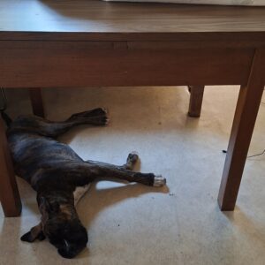 1 stabiler alter Tisch mit Ausziehmöglichkeit ( ohne Hund)